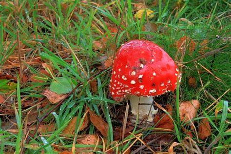 Toadstool Walesby Scout Camp Mick Garratt Geograph Britain And Ireland