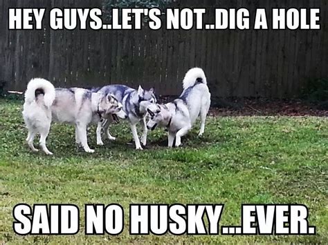 Said No Husky Ever Husky Humor Funny Husky Meme Husky Quotes Dog
