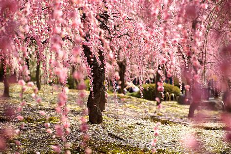 Japanese Sakura Cherry Blossom Trees Art Project Creative Art Room