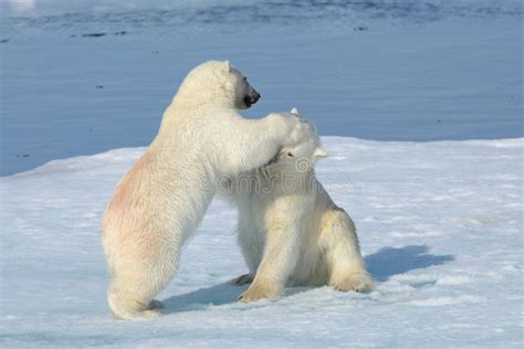 Two Polar Bear Cubs Playing Together On The Ice Stock Image Image Of