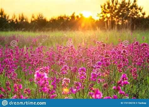Spring Landscape With Blooming Purple Flowers On Meadow And Sunrise