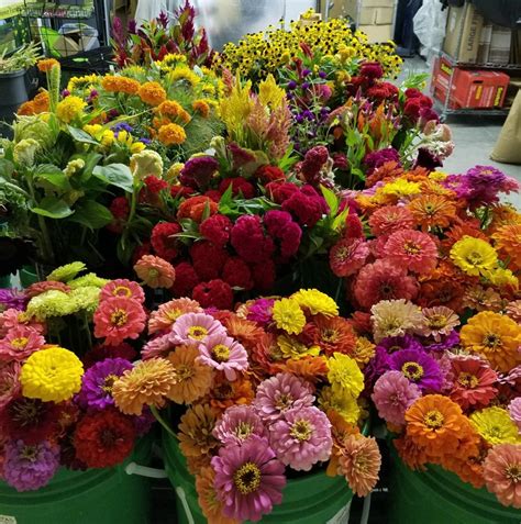 Flowers for everyone delivers fresh flowers to melbourne hospitals monday to saturday. Fresh Cut Flower Farm Pick-up - The Gardener's Workshop