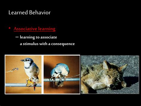 Ppt Animal Behavior Notes Powerpoint Presentation Free Download