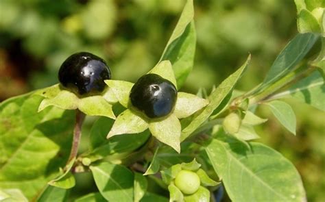 Die schwarze tollkirsche (atropa belladonna). Giftige Pflanzen in der Schweiz: Schwarze Tollkirsche