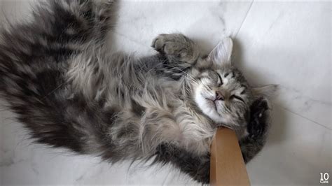 Did you know that a cat's sleeping position is often an indication of how cold or warm the one of our forum members even shared the story of a cat named archie, who used to retreat. Funny 10 Cats Sleeping in Weird Positions 変な格好で寝る10匹のおもしろ猫 ...