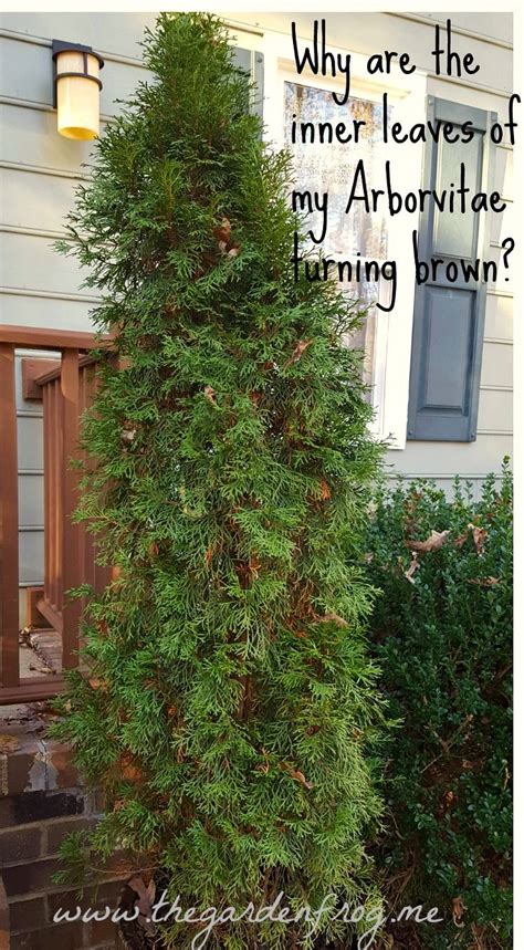 Why Is Your Arborvitae Browning What Can Be Done Artofit