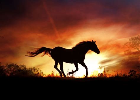 Running Wild Horse In Suna Beautiful Silhouette Horse Running In A