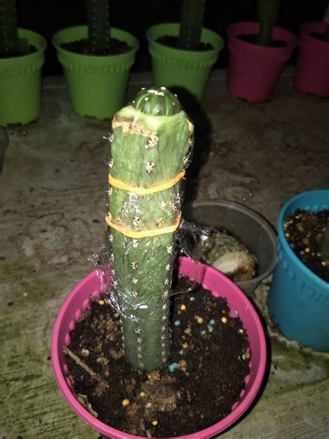 So shouldn't the farm also be rendered? Secrets To Growing Cactus And Succulents: How To Graft ...