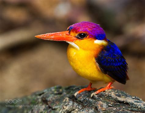 Photograph Oriental Dwarf Kingfisher Ceyx Erithaca By Akshay