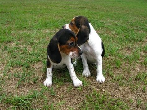 No puppies available at this time. Beagle, Puppies, Dogs, For Sale, In Birmingham, Alabama ...