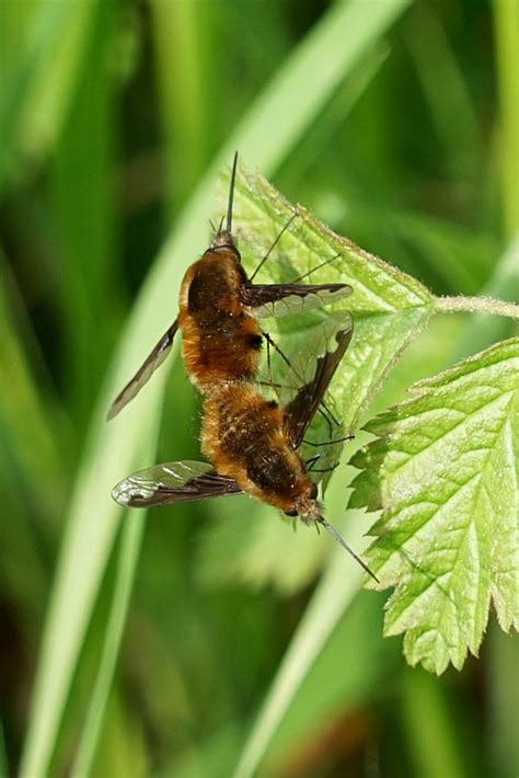 Roys Nature Logbook Large Bee Fly