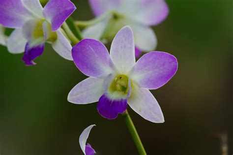 Bunga Orkid 7names Flickr