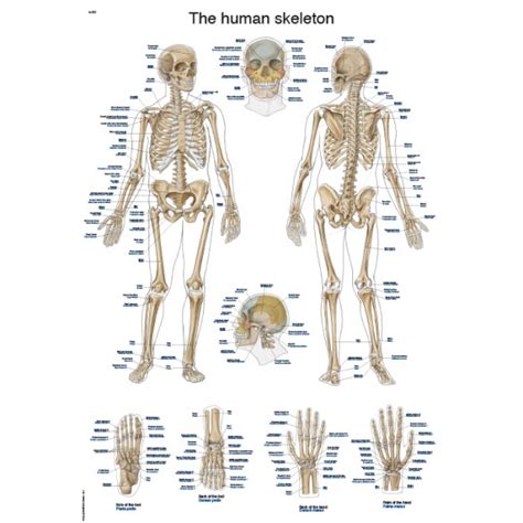 Anatomy chart of human bones for medicine and health care themes design. The Human Skeleton - Anatomical Chart