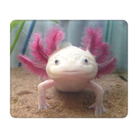 Smiling Leucistic Axolotl Gamer Mouse Pad Anti Slip Rubber Base Mousepad Salamander Animal