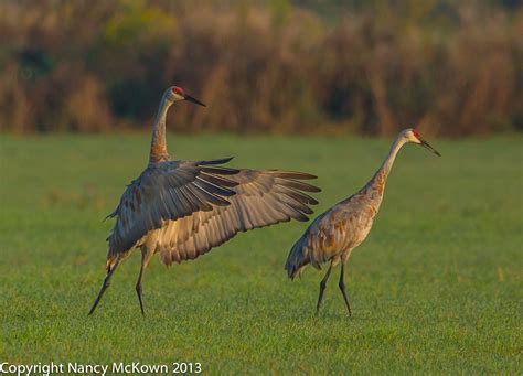 Photographing Dancing Sandhill Cranes Welcome To