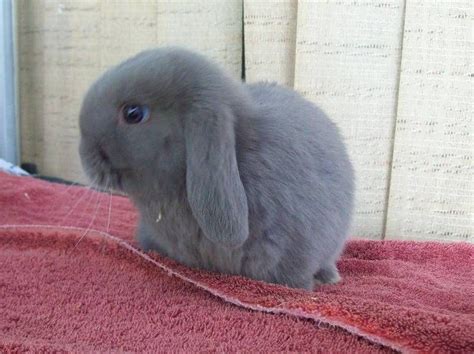Pin By Cloey C On Cute Little Creatures Pet Bunny Cute Baby Bunnies