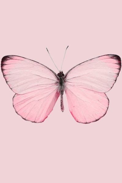 Butterfly Esperando A La Primavera Lagunavillage Pink Butterfly