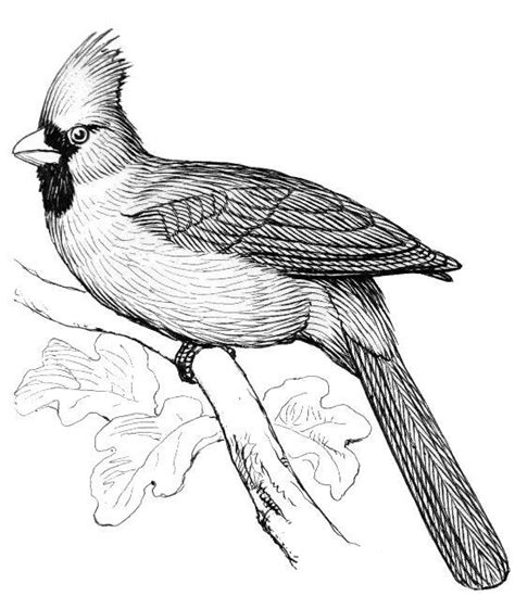 Cardinal Bird Coloring Page Printable