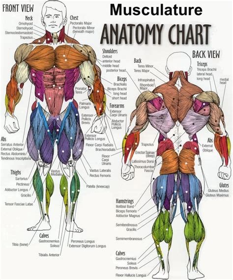 Anatomical Labeling Of Human Body