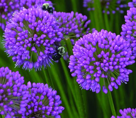 When it comes to planting perennials in containers, the rule of thumb is the bigger the pot the better. Allium 'Millenium' Named 2018 Perennial of the Year ...