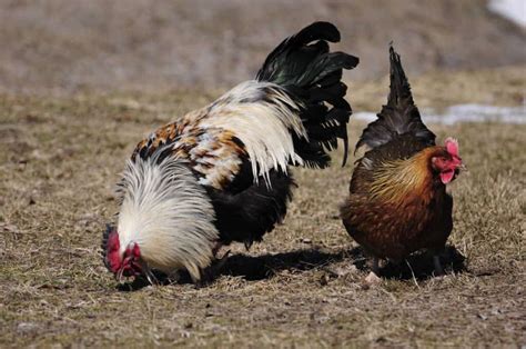 Rooster Vs Hen Whats The Difference A Z Animals