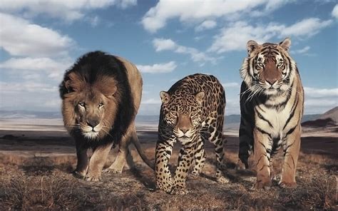 The Largest Wild Cats Top 10