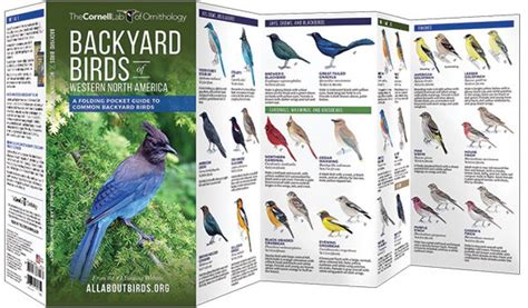 Backyard Birds Of Western North America A Folding Pocket Guide To Common Backyard Birds NHBS