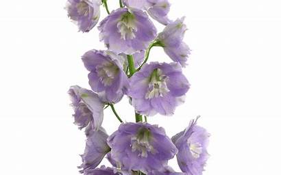 Delphinium Lavender Guardian Specials Marginpar Terug Naar