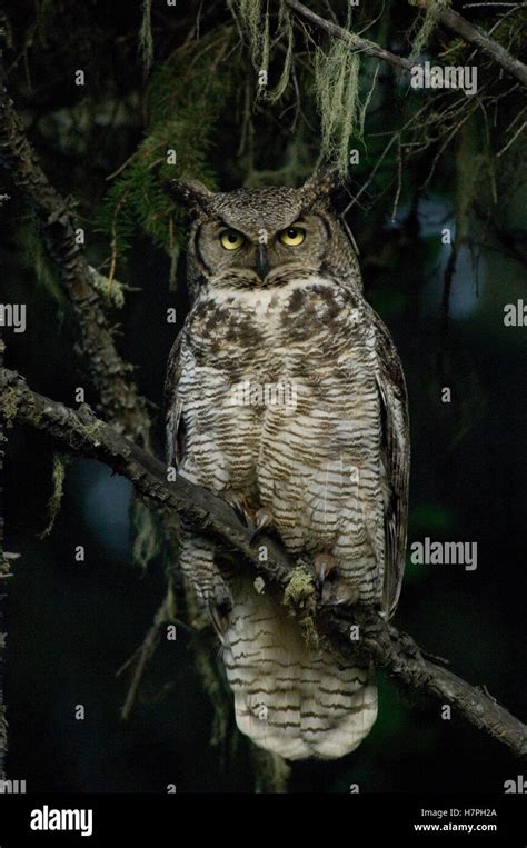 Great Horned Owl Bubo Virginianus Alaska Stock Photo Alamy