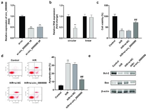 Knockdown Of Circ0000080 Inhibits H9c2 Apoptosis Induced By Hr A