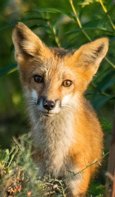 Red Fox By Mitch Wasserman On 500px Fox Pups North American Wildlife