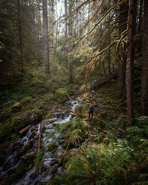 Oregons Rain Forests During The Spring Make For Some Amazing Hikes
