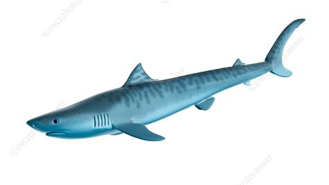 Illustration Of A Tiger Shark Stock Image F0238412 Science Photo