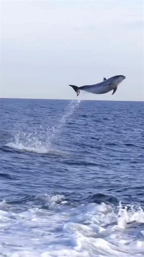 🤯🐬 How High Do You Think The First Bottlenose Dolphin Leaped Video