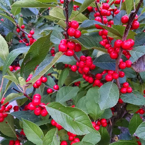 Berry Heavy Winterberry Holly Bush For Sale The Tree Center