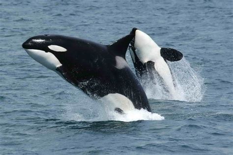 Spy Hopping With Orca Whales Adult Literacy Fundamental English