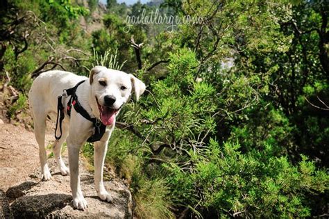 One of the few national parks that allow pets on most trails, shenandoah national park encompasses 200,000 acres of protected lands with cascading waterfalls and peaceful wooded hollows. Peneda-Gerês National Park • GAIL AT LARGE | Dogs ...