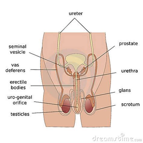 The Male Reproductive System Las Chicas Del Hans