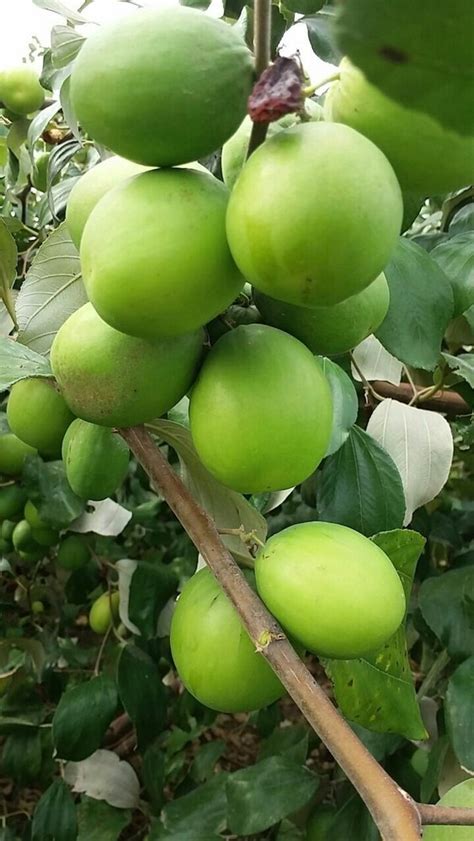 Green Apple Ber Plant At Rs 30piece ऐप्पल बेर प्लांट In Chittorgarh Id 14967536497
