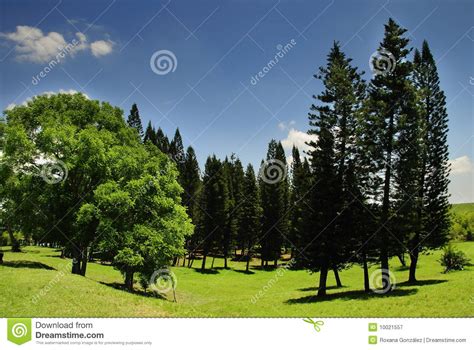 Landscape With Pine Trees Royalty Free Stock Photography