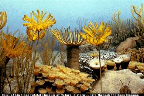 Palaeos Invertebrates Cnidaria Rugosa Horn Corals