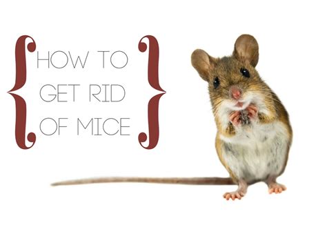 To get rid of them in your backyard, there are several different methods, just like inside your home. How to Get Rid of Mice - Critter Control Tampa