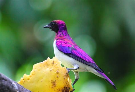 1280x1024 Resolution Selected Focus Photography Of Purple Bird At