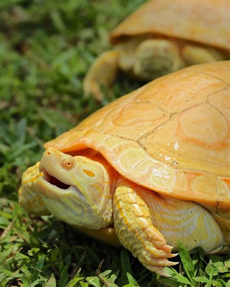 Albino Red Ear Sliders By Dan Junkins Red Eared Slider Tortoise