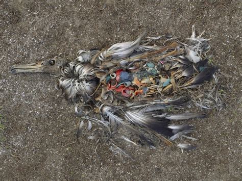 Tun wir nichts dagegen, wird 2050 mehr plastik im meer schwimmen als. Wie Plastikmüll Umwelt & Natur zerstört | Plastikmüll im ...