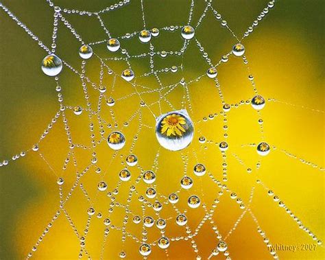 Spider Web Dew Drop Refraction Dew Drop Photography Water Art