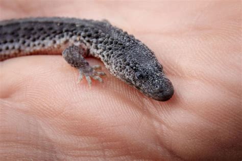 5 Earless Monitor Lizards Hatched At Prague Zoo Reptiles Magazine