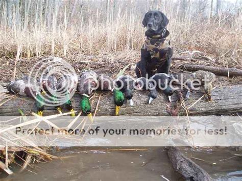 Duck Hunting Chat Photo Contest Virginia Duck Hunting