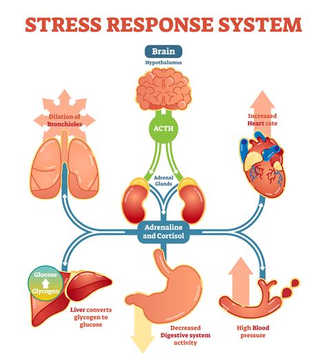 Stress The Health Epidemic Of The St Century HCA Healthcare Today