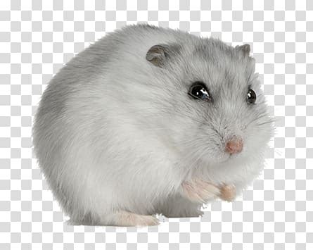 Refine your search for hamster png transparent. Hamsters transparent background PNG clipart | HiClipart